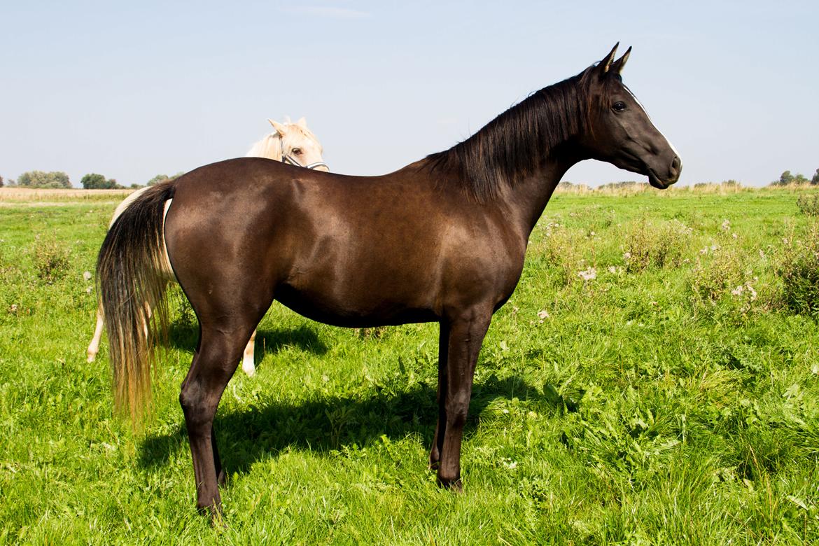 Arabisk fuldblod (OX) Midnight dream ox billede 13