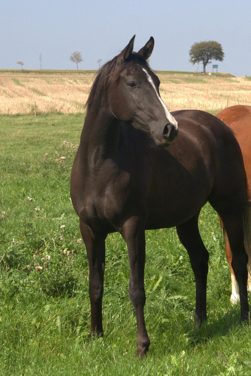 Arabisk fuldblod (OX) Midnight dream ox billede 14