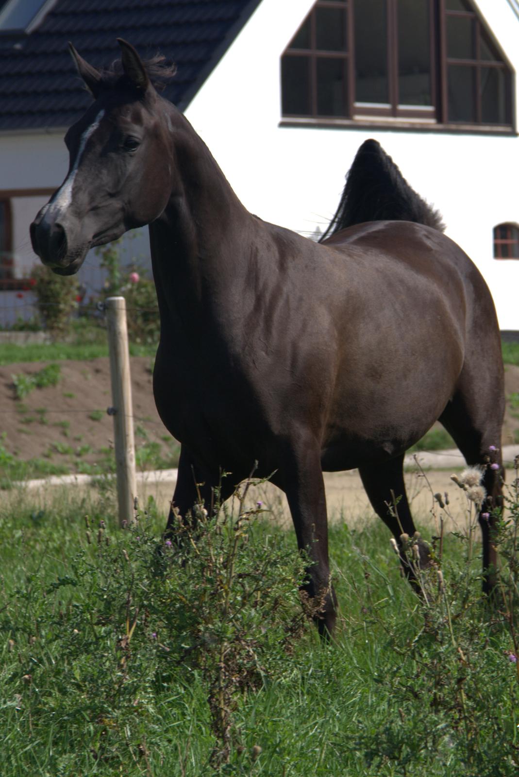 Arabisk fuldblod (OX) Midnight dream ox billede 15