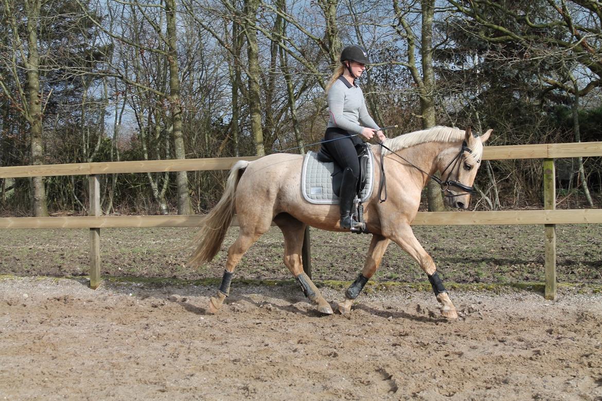 Palomino Trollelys Hemera billede 12