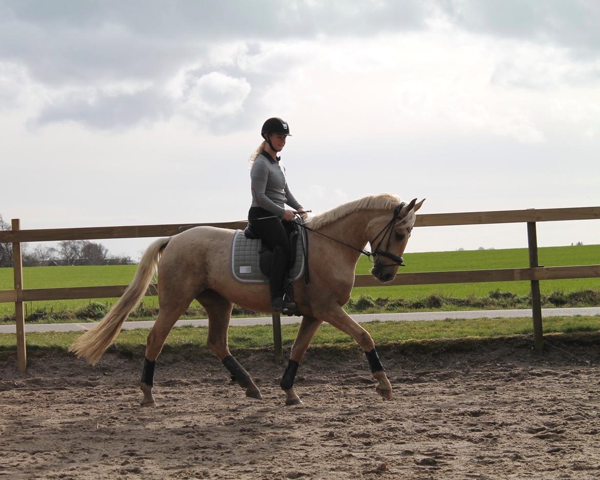 Palomino Trollelys Hemera - Efter 1 måneds ridning  billede 11