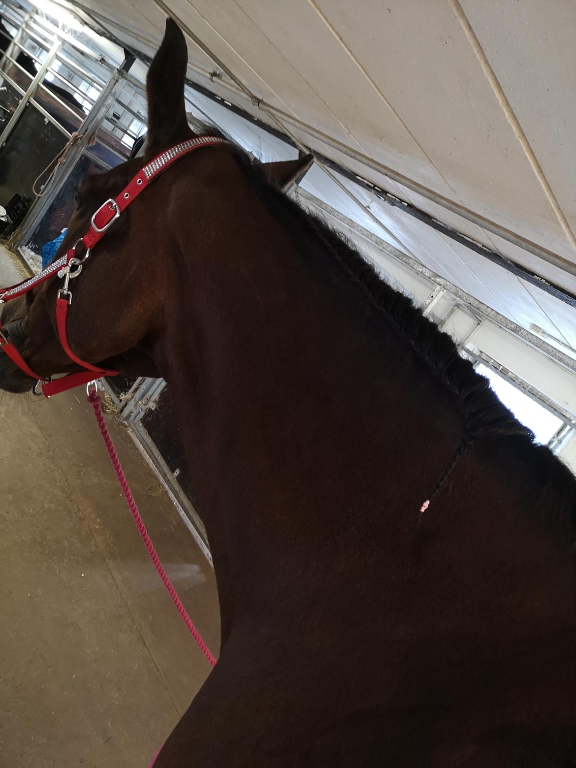 Dansk Varmblod Donna  ?? ? aflivet  billede 5