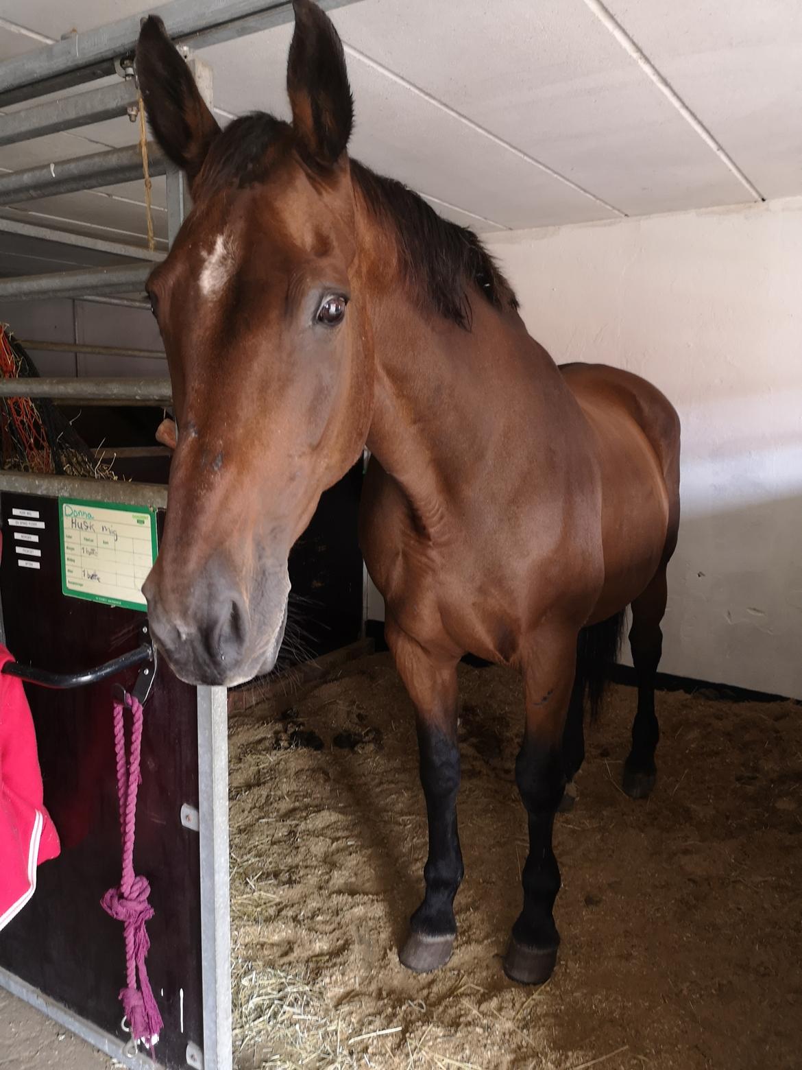 Dansk Varmblod Donna  ?? ? aflivet  billede 6