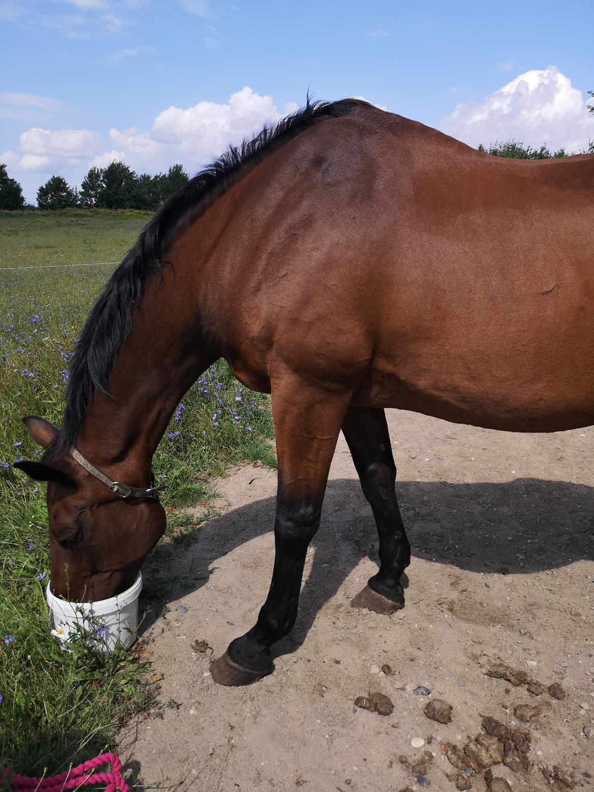 Dansk Varmblod Donna  ?? ? aflivet  billede 8