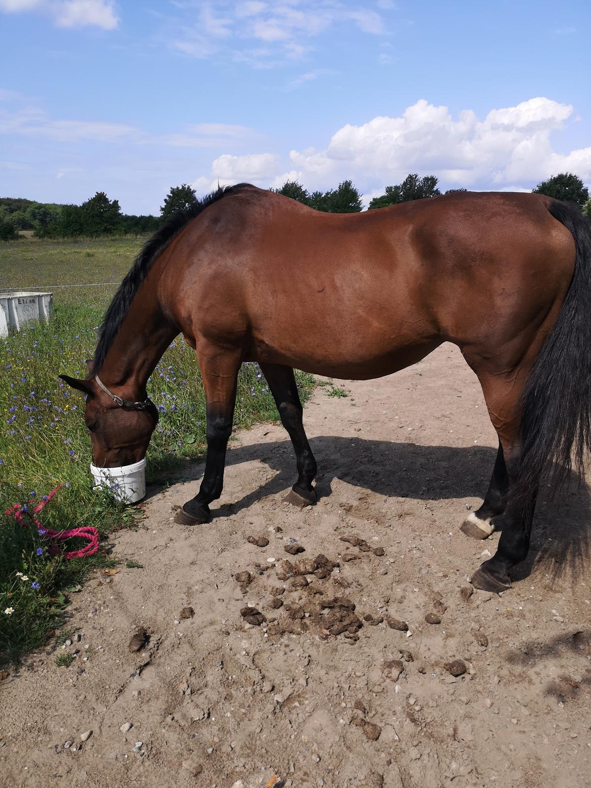 Dansk Varmblod Donna  ?? ? aflivet  billede 9