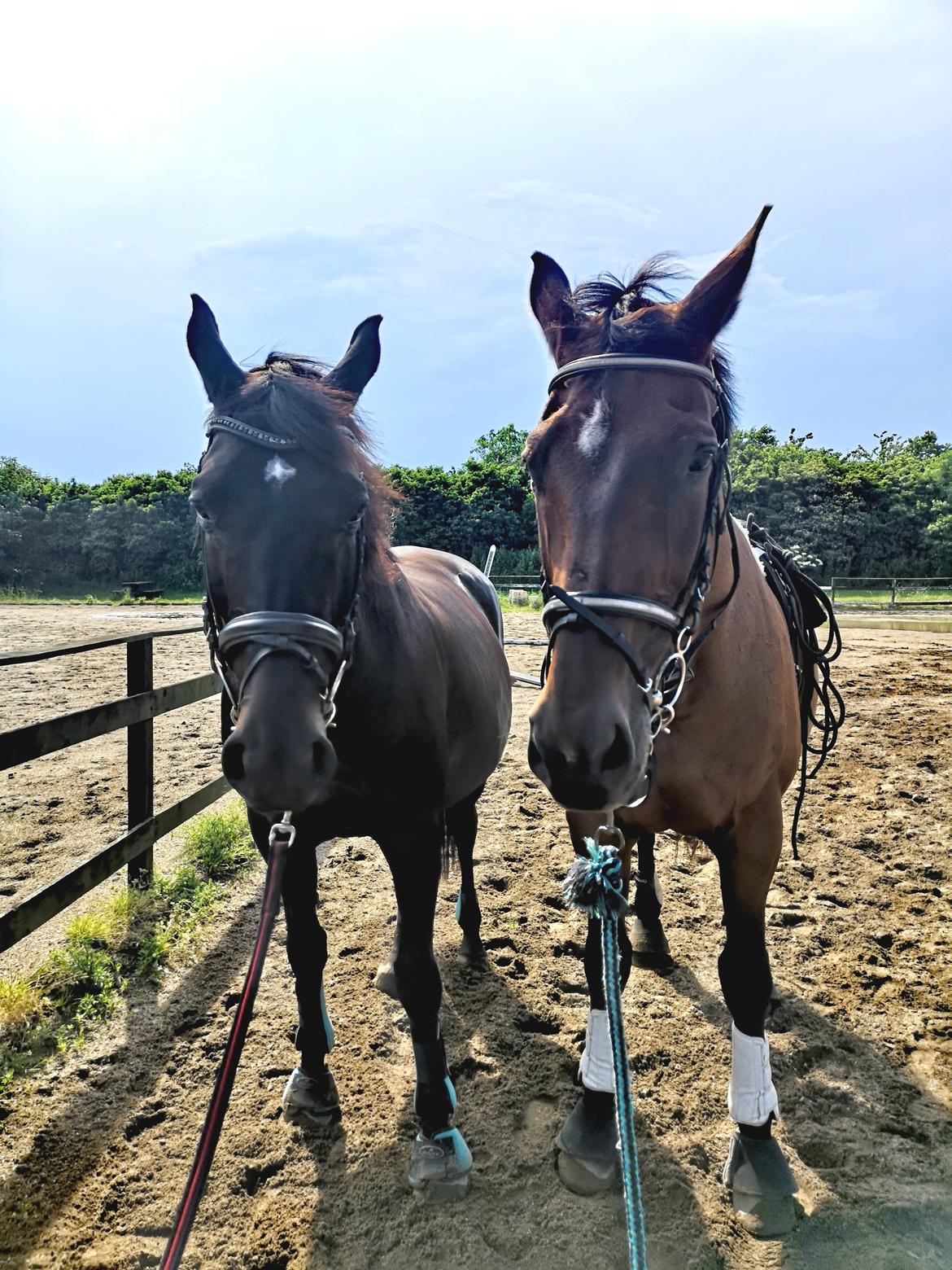 Dansk Varmblod Donna  ?? ? aflivet  billede 10