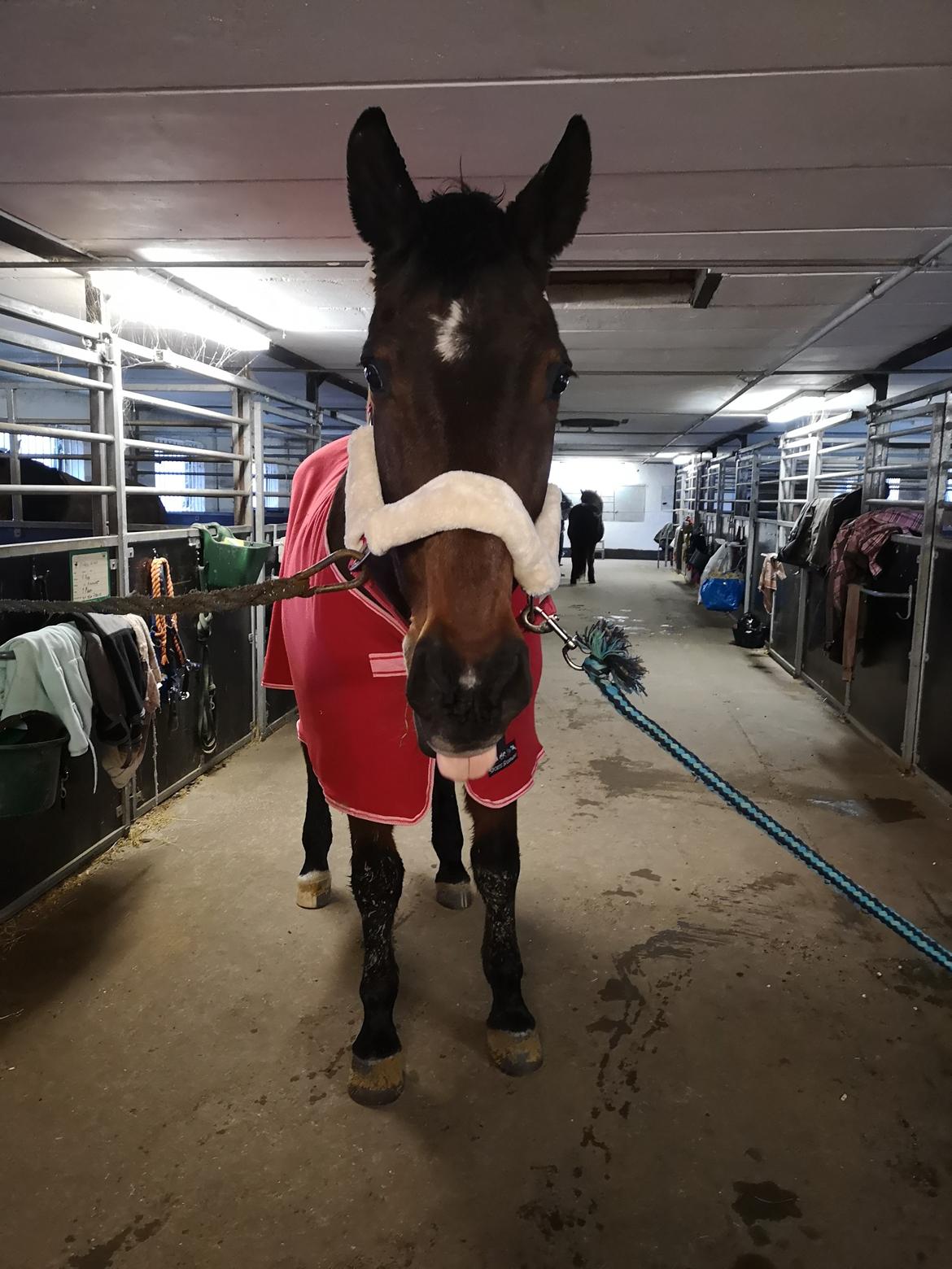 Dansk Varmblod Donna  ?? ? aflivet  billede 11