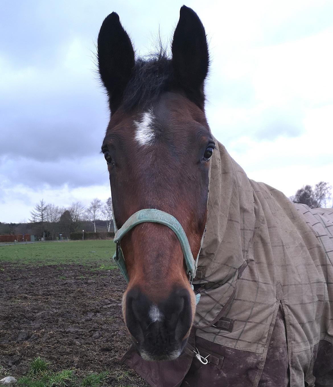 Dansk Varmblod Donna  ?? ? aflivet  billede 15