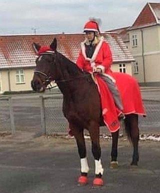 Dansk Varmblod Donna  ?? ? aflivet  billede 20