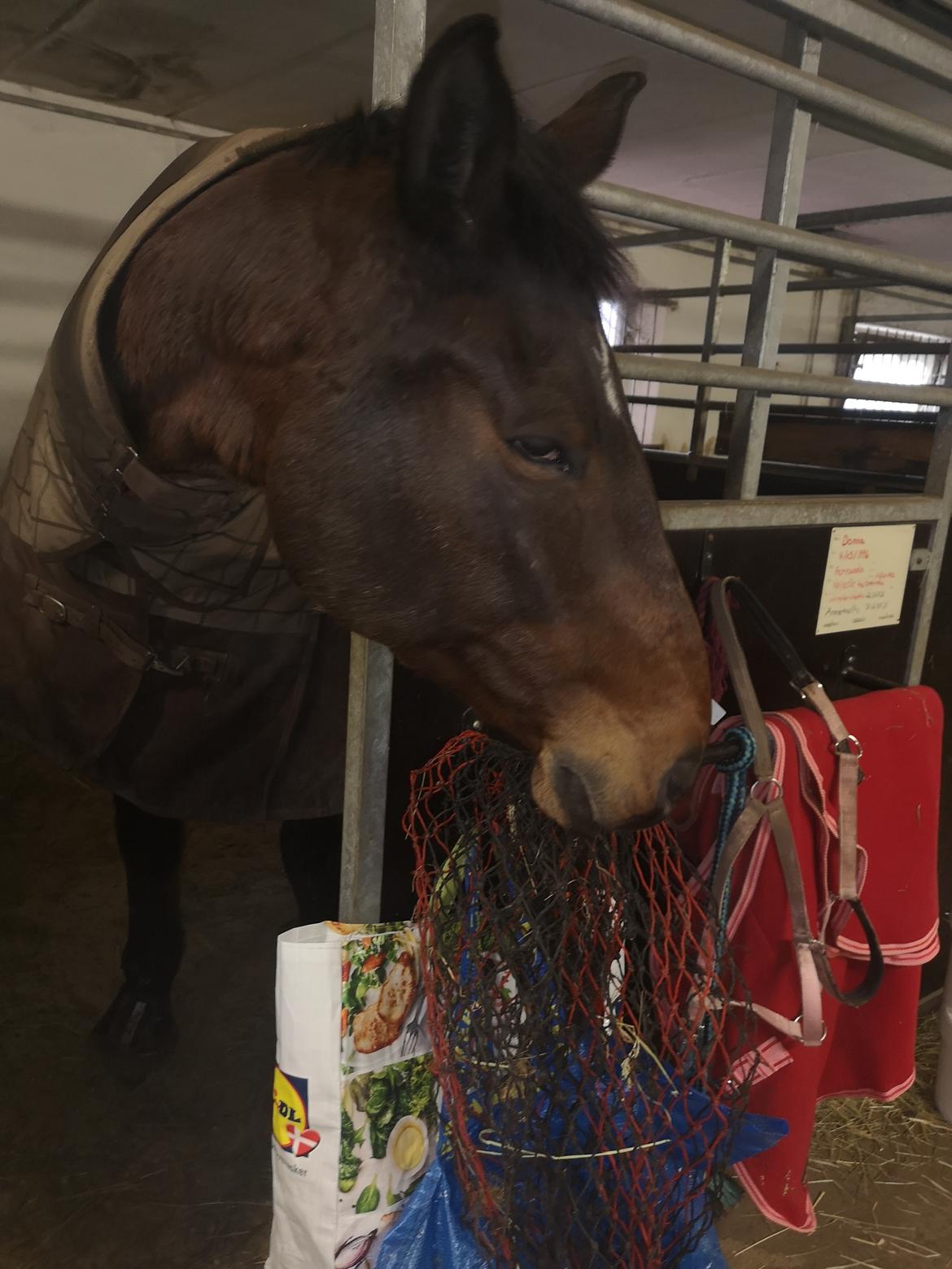 Dansk Varmblod Donna  ?? ? aflivet  billede 12