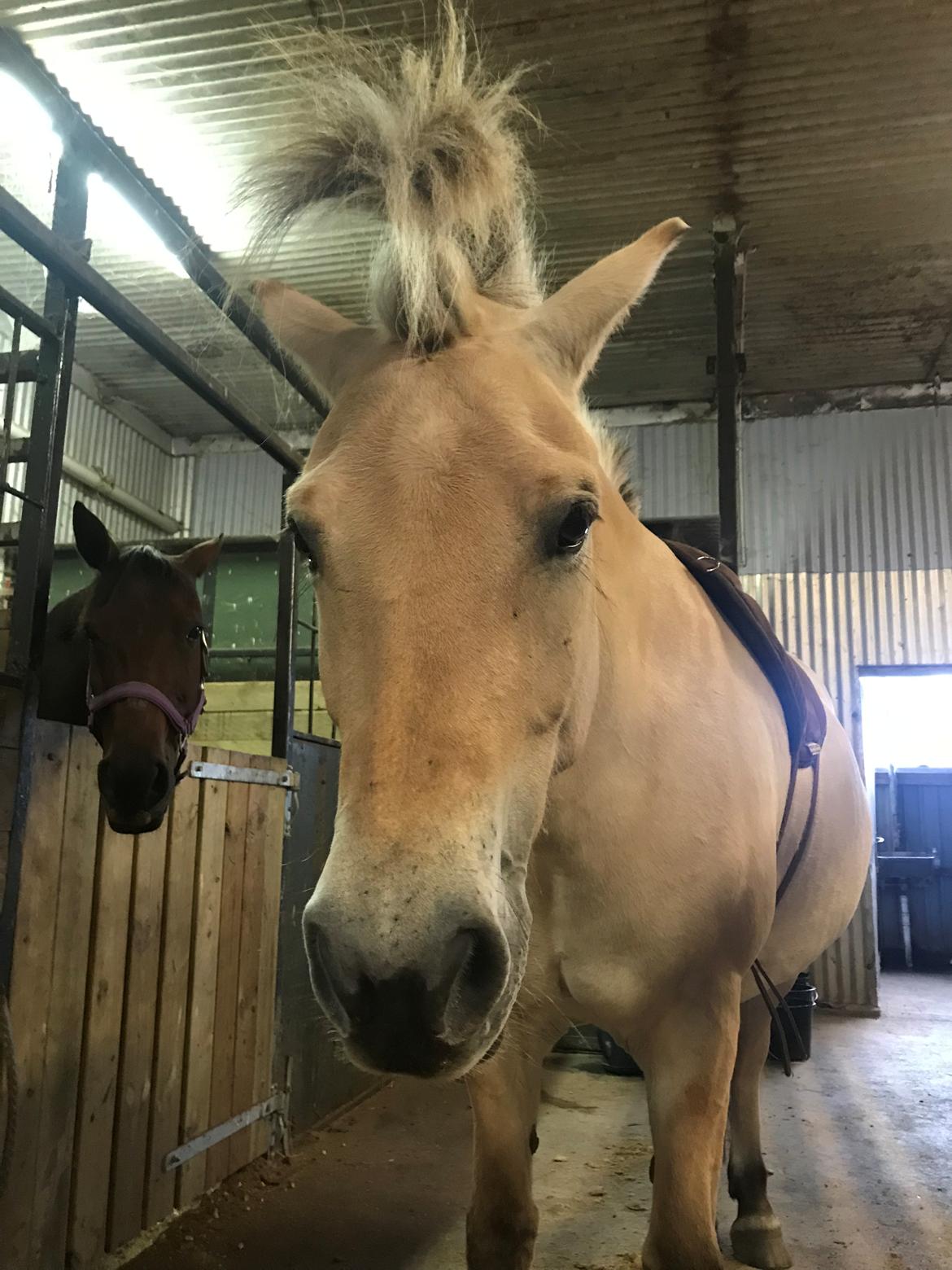 Fjordhest Merle vårby - (Tideliger part) billede 15