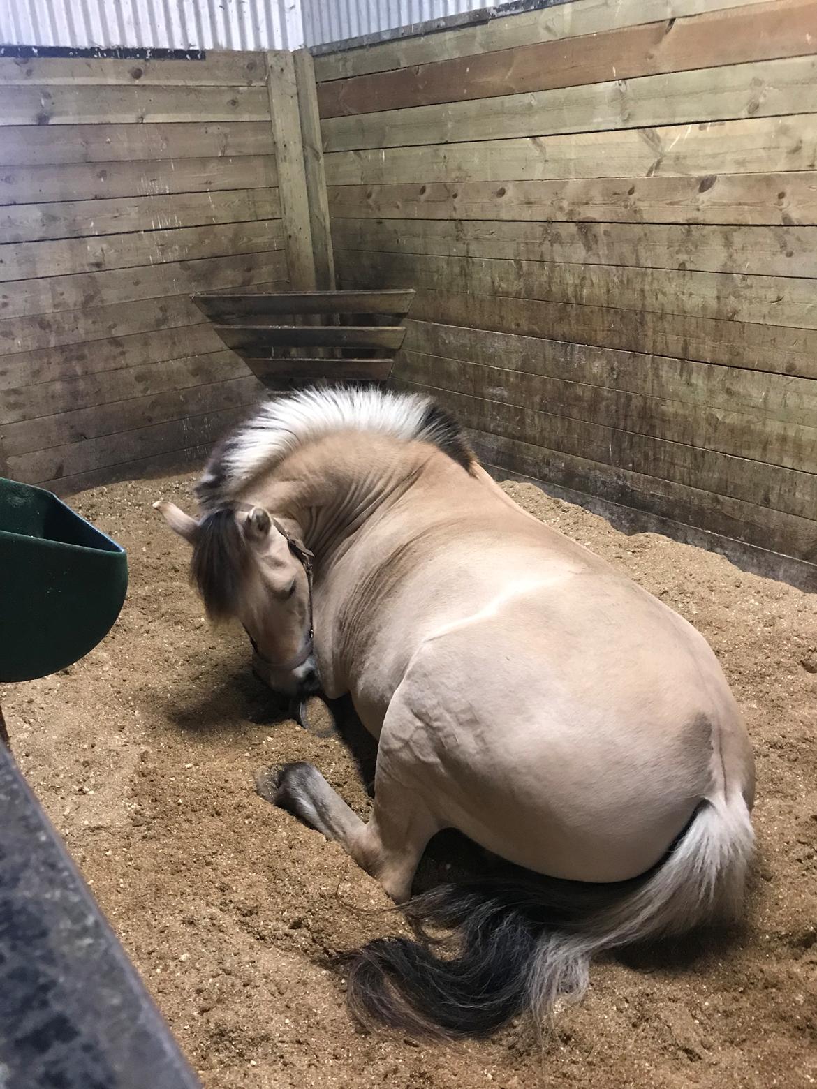 Fjordhest Merle vårby - (Tideliger part) billede 17