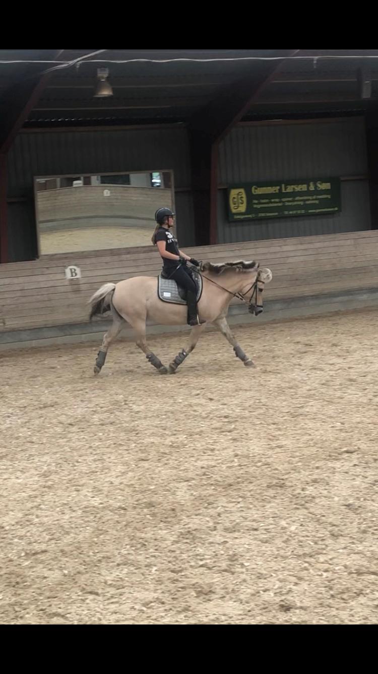 Fjordhest Merle vårby - (Tideliger part) billede 16