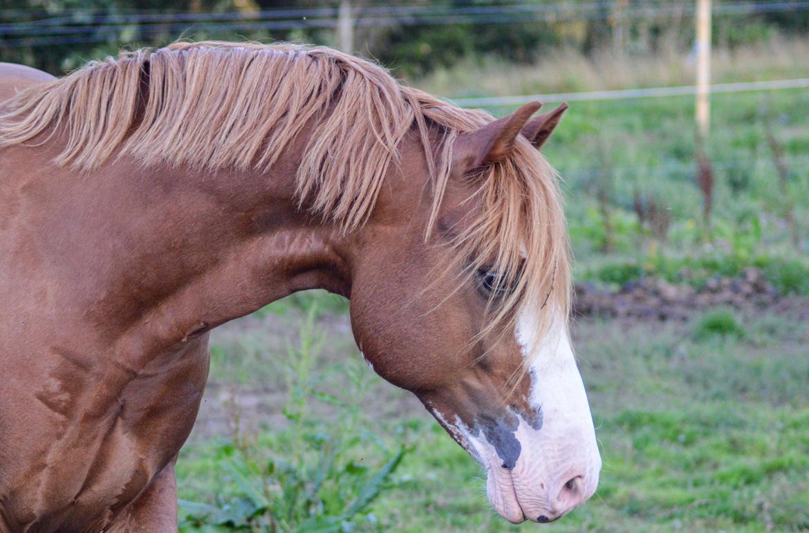 Welsh Pony af Cob-type (sec C) Noerrelide's Northern Light - 23. august 2019 billede 4