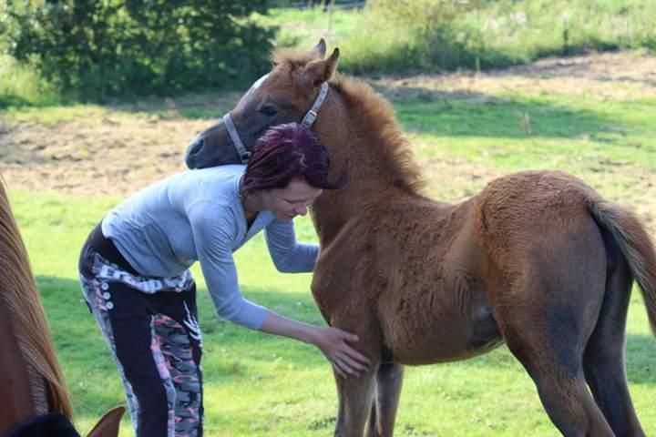 Arabisk fuldblod (OX) Shanzy bint sharifa ox *SOLGT* billede 21