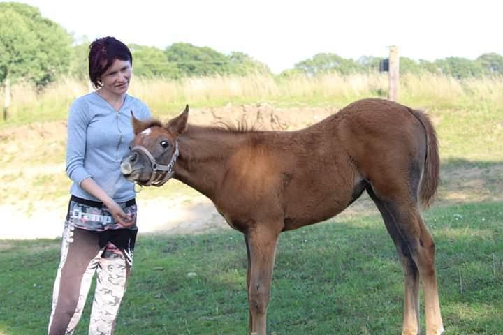 Arabisk fuldblod (OX) Shanzy bint sharifa ox *SOLGT* billede 19