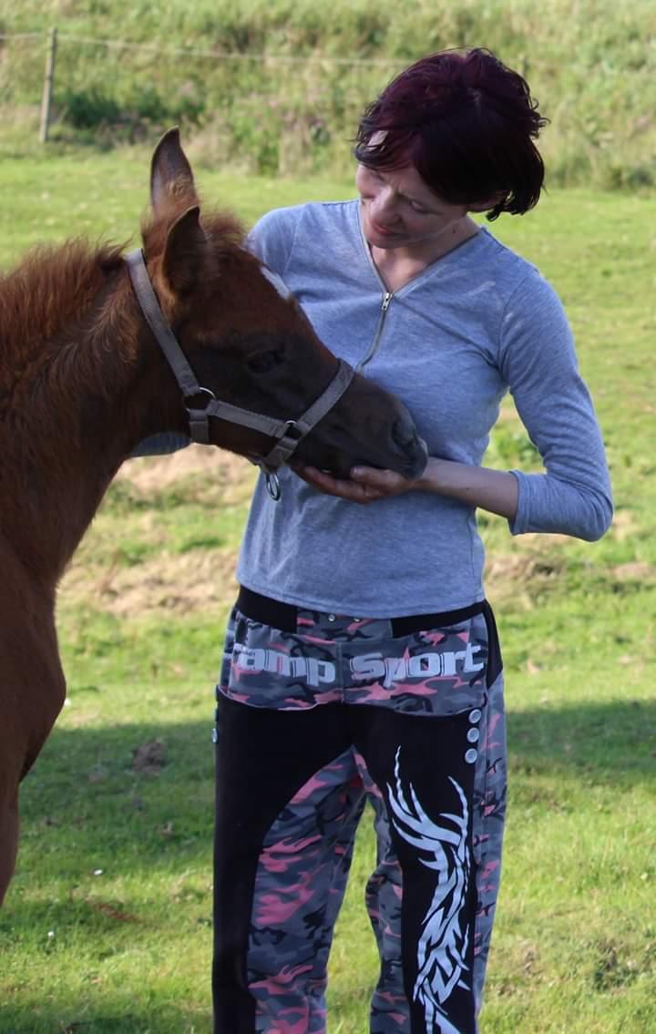 Arabisk fuldblod (OX) Shanzy bint sharifa ox *SOLGT* billede 20