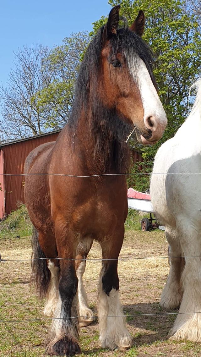 Tinker Aasgaard's Mac. O' Connor billede 21