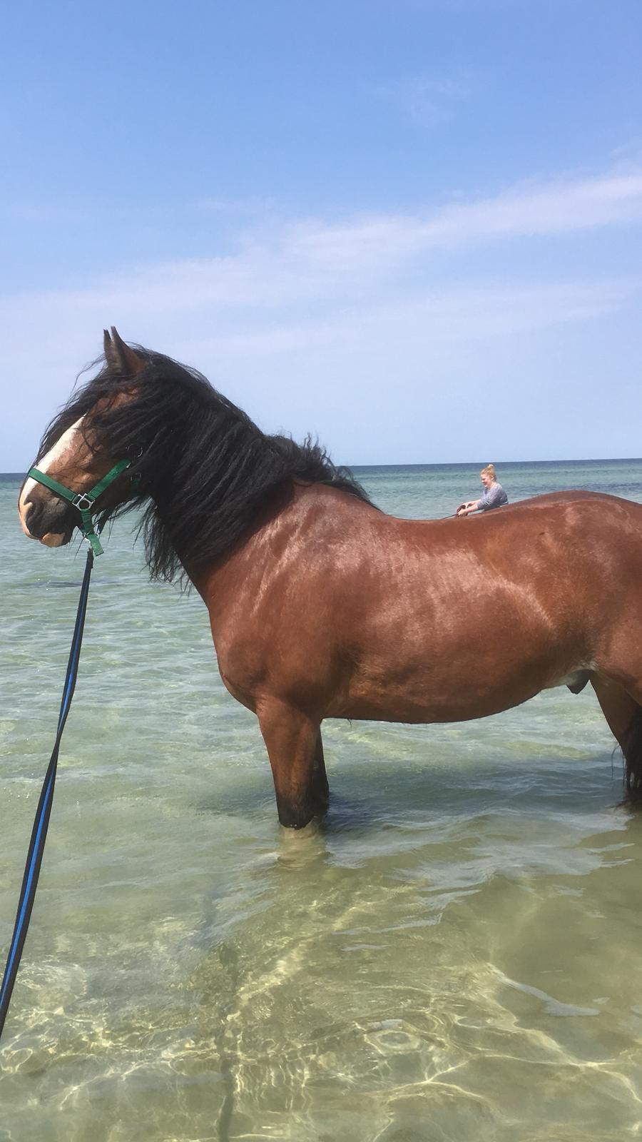 Tinker Aasgaard's Mac. O' Connor billede 23