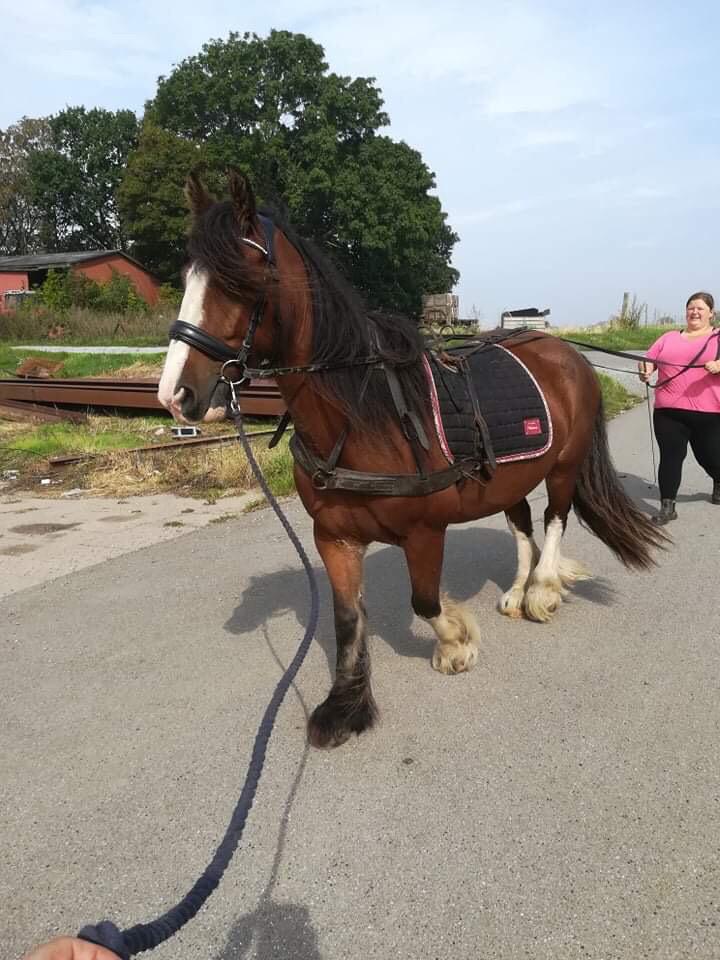 Tinker Aasgaard's Mac. O' Connor billede 25