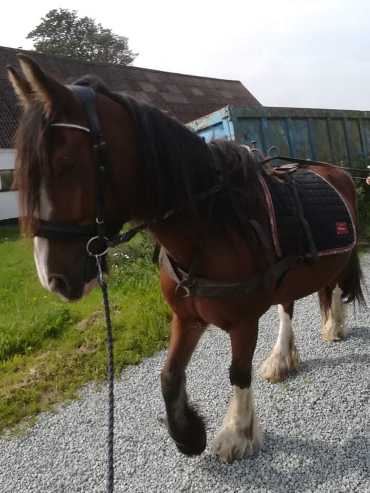 Tinker Aasgaard's Mac. O' Connor billede 26