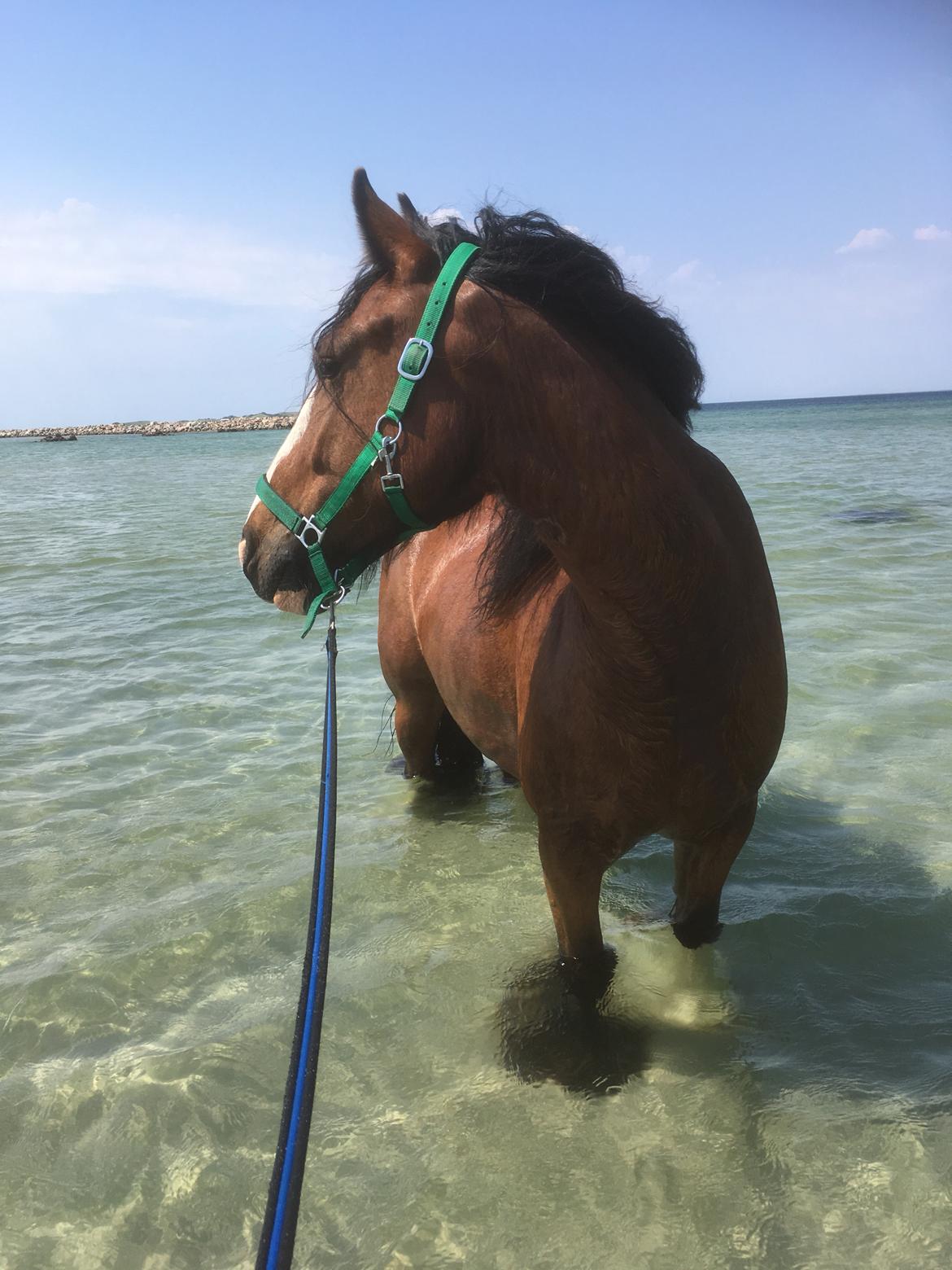 Tinker Aasgaard's Mac. O' Connor billede 24