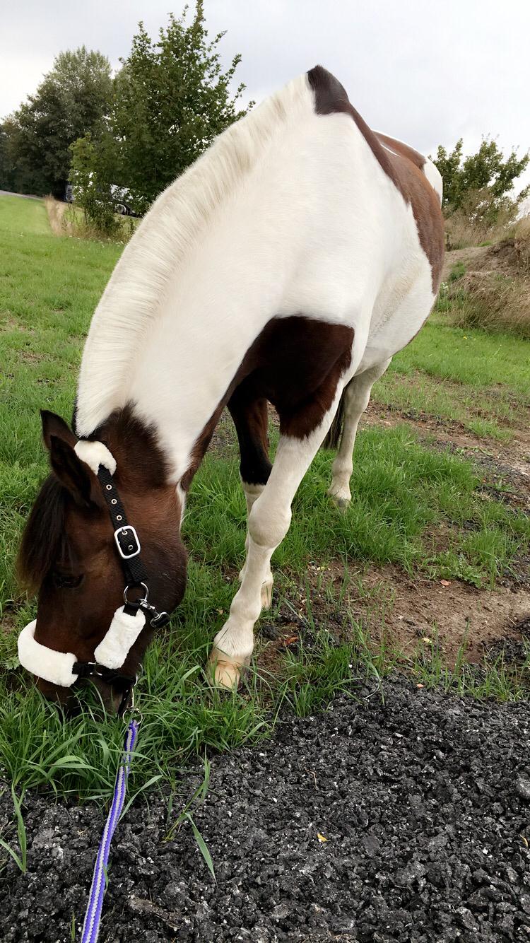 Pinto Leonardo billede 5