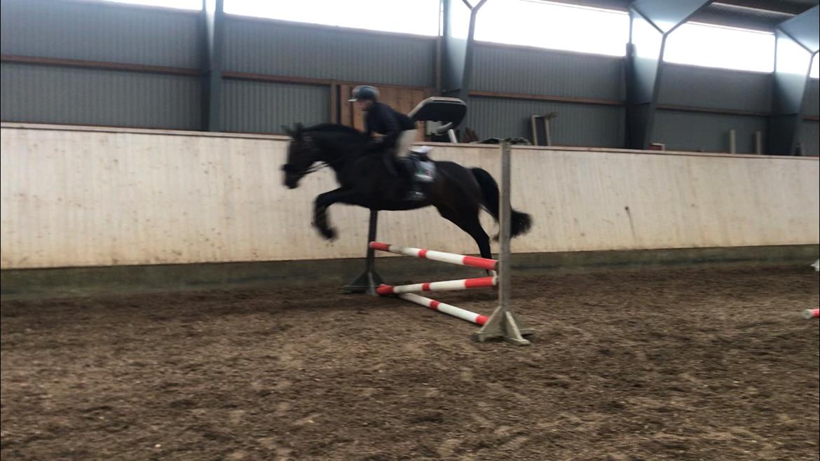 Anden særlig race Montana - Anden gang med rytter billede 24