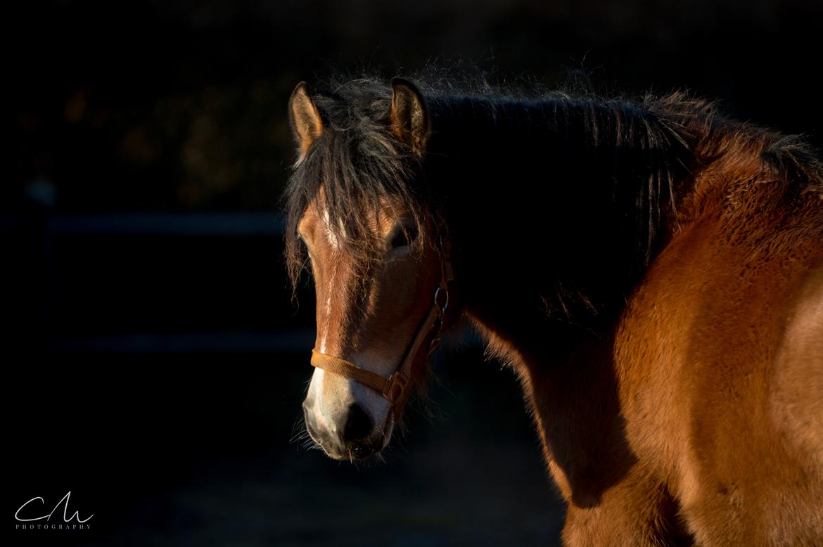 Anden særlig race April billede 8