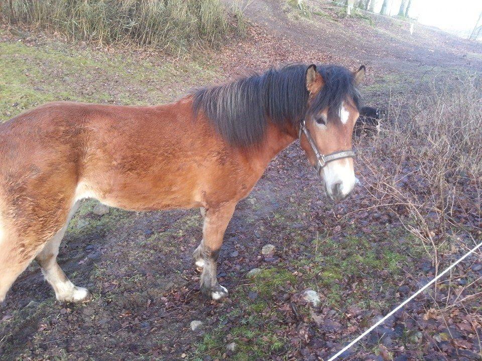 Anden særlig race April billede 9