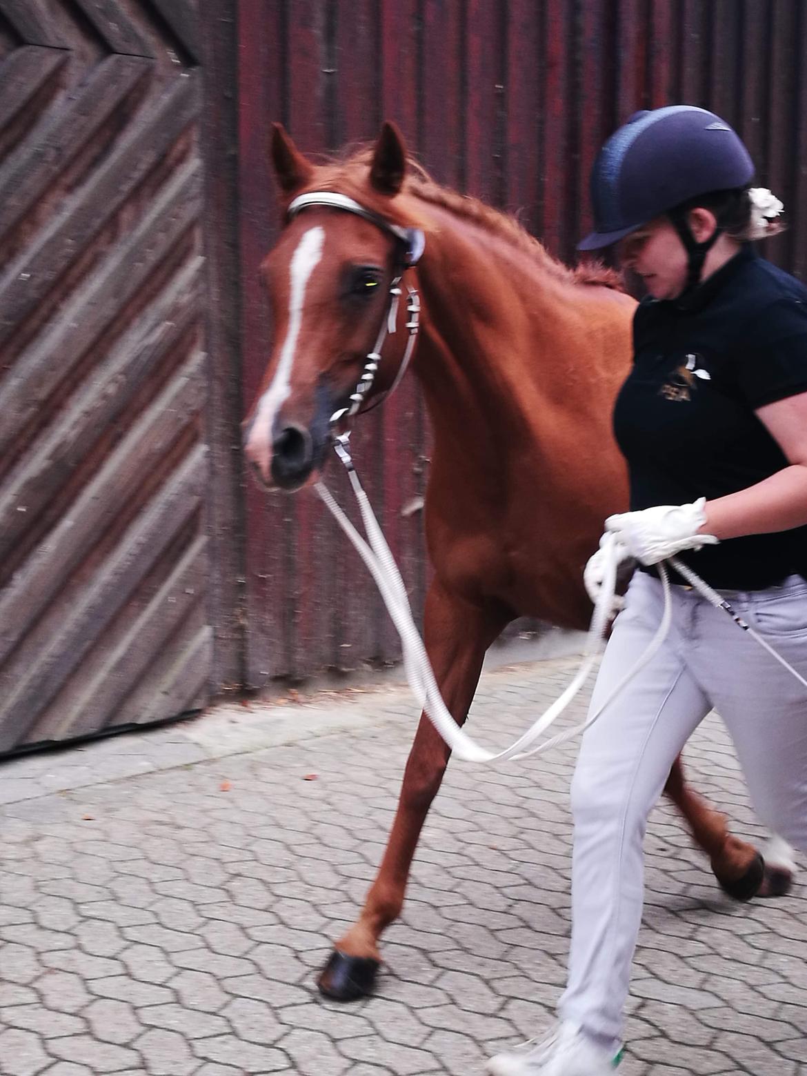 Palomino Enggaardens La Tika billede 10