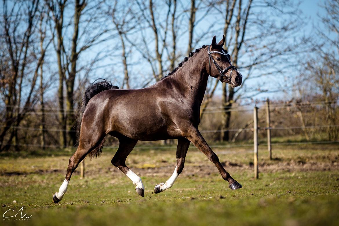 Welsh Partbred (Sec F) Stenhedegårds Midnight Lady billede 11