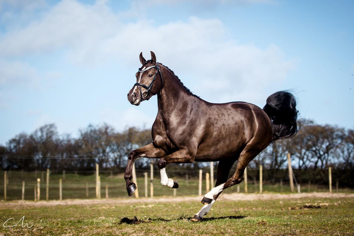 Welsh Partbred (Sec F) Stenhedegårds Midnight Lady billede 12