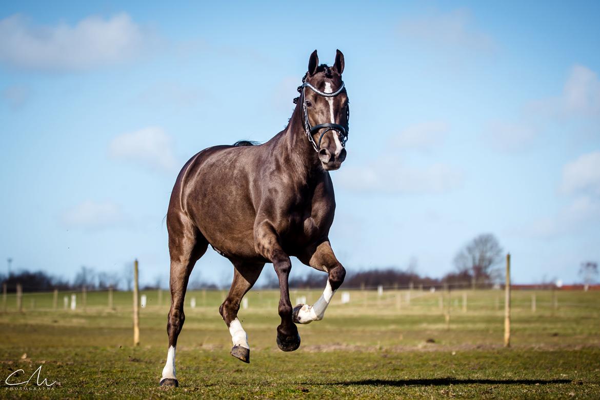 Welsh Partbred (Sec F) Stenhedegårds Midnight Lady billede 16