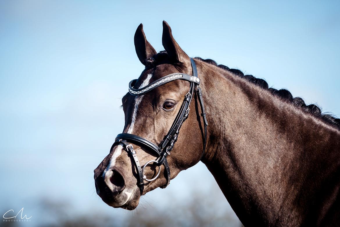 Welsh Partbred (Sec F) Stenhedegårds Midnight Lady billede 17