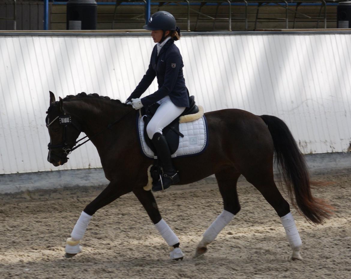 Welsh Partbred (Sec F) Stenhedegårds Midnight Lady billede 14