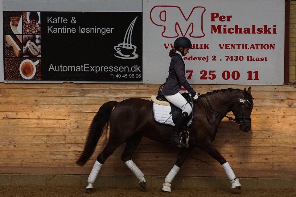 Welsh Partbred (Sec F) Stenhedegårds Midnight Lady billede 19