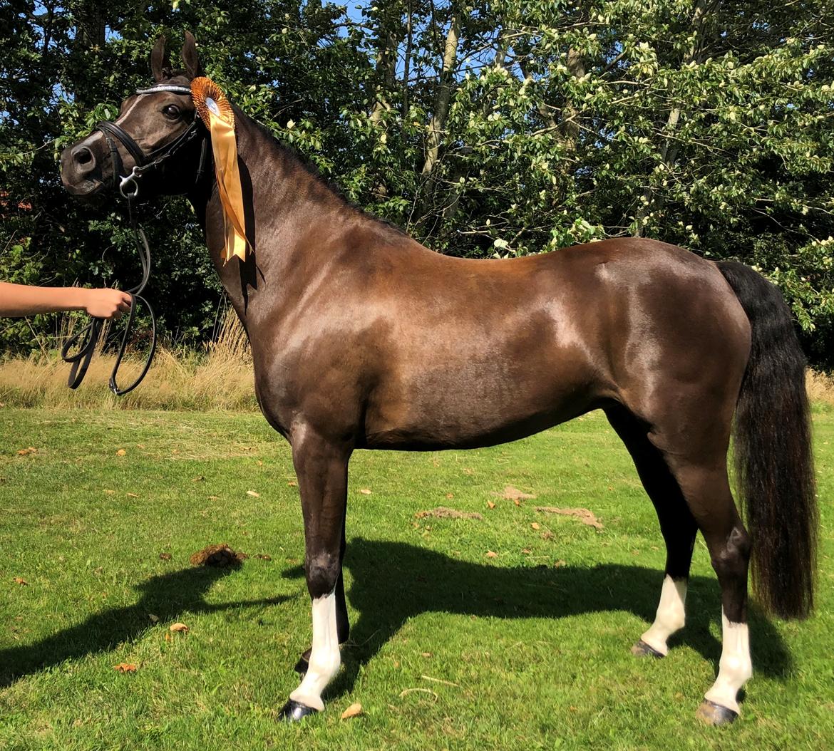 Welsh Partbred (Sec F) Stenhedegårds Midnight Lady billede 18