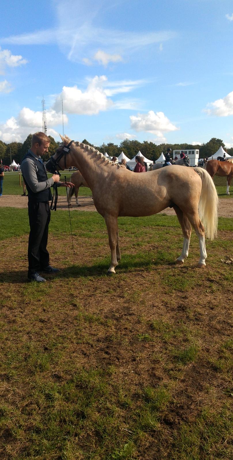 Welsh Partbred (Sec F) Mosedalens Amazing Gold (Gulddreng) billede 14