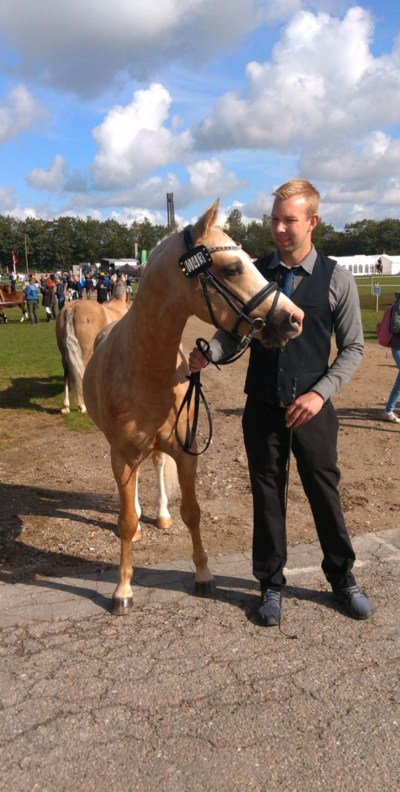 Welsh Partbred (Sec F) Mosedalens Amazing Gold (Gulddreng) billede 15