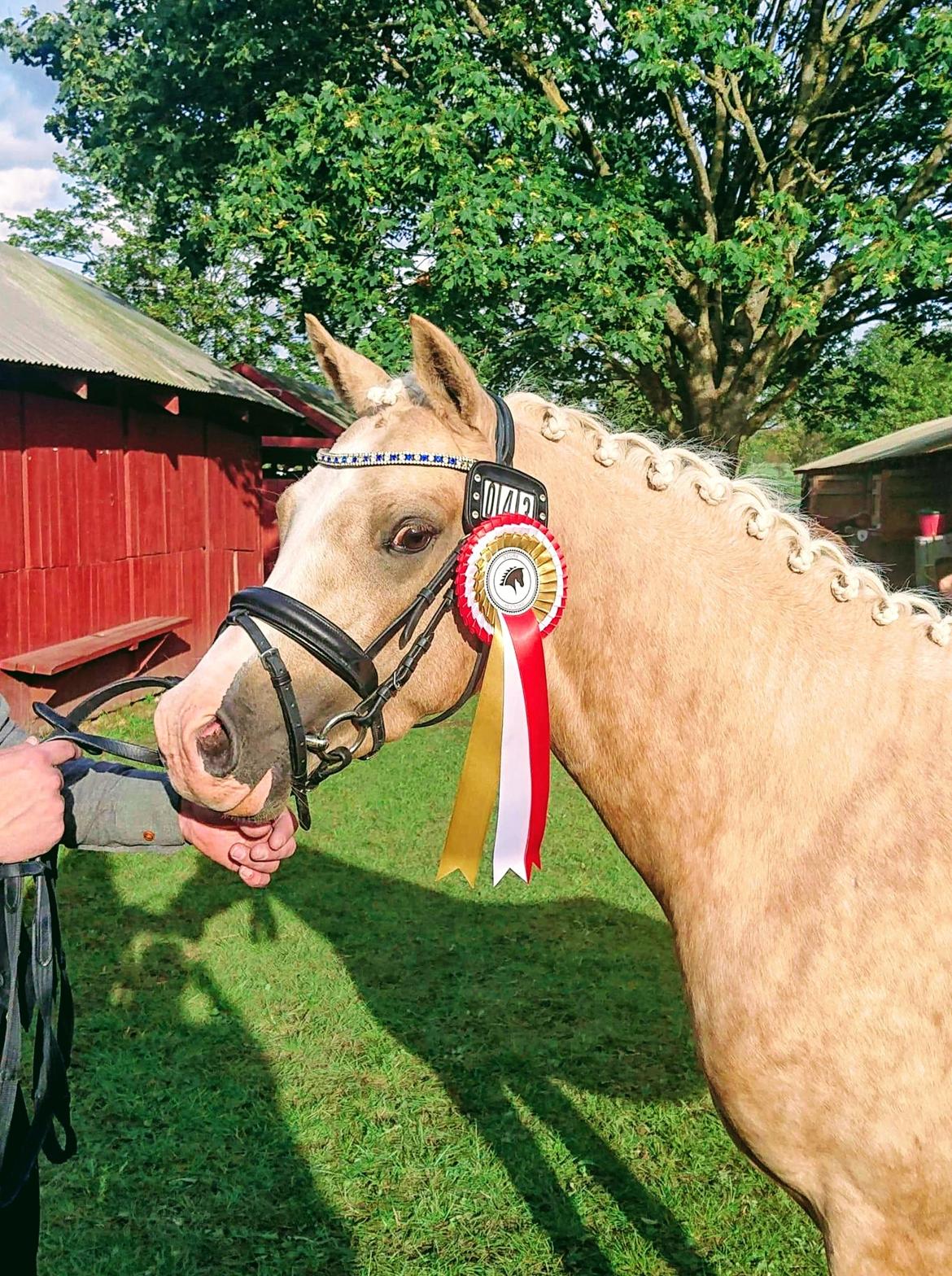 Welsh Partbred (Sec F) Mosedalens Amazing Gold (Gulddreng) billede 16