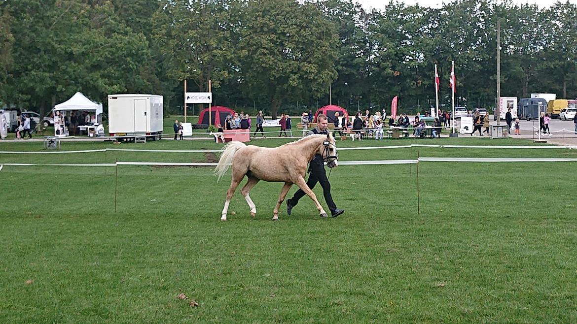 Welsh Partbred (Sec F) Mosedalens Amazing Gold (Gulddreng) billede 17