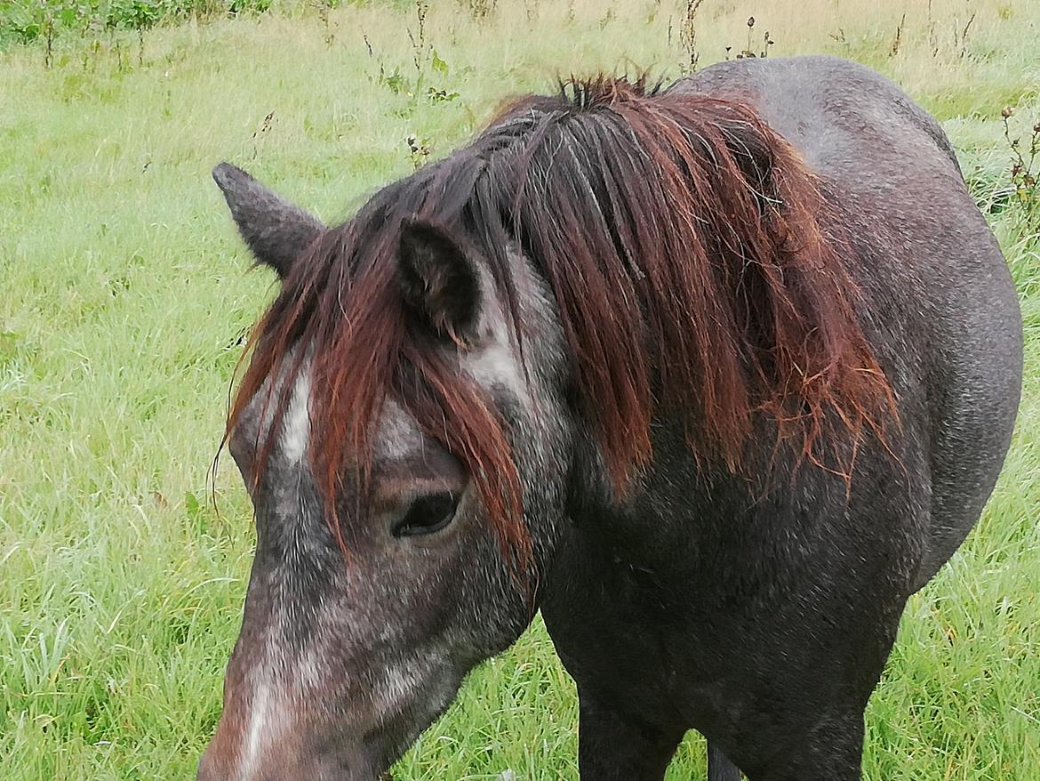 Welsh Mountain (sec A) Harvest paper clips billede 15
