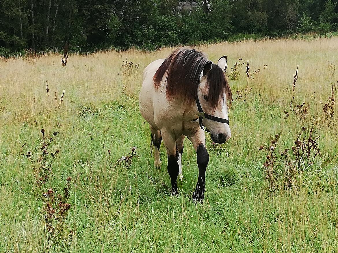 Welsh Pony (sec B) aastrupgaards Heartbeat billede 12