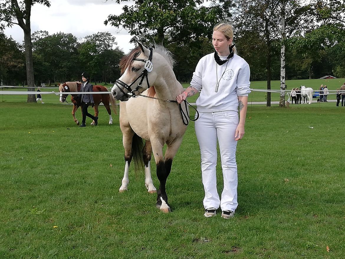 Welsh Pony (sec B) aastrupgaards Heartbeat billede 13