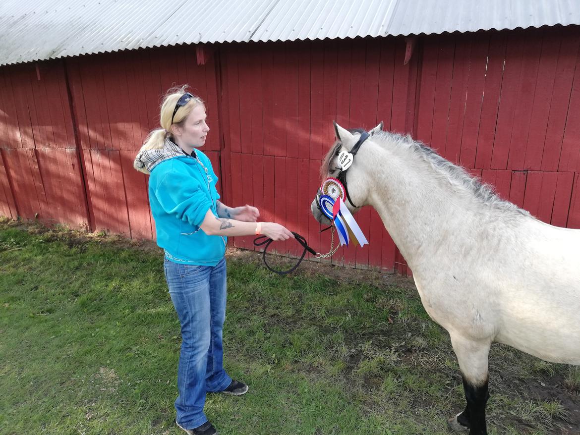 Welsh Pony (sec B) aastrupgaards Heartbeat billede 14