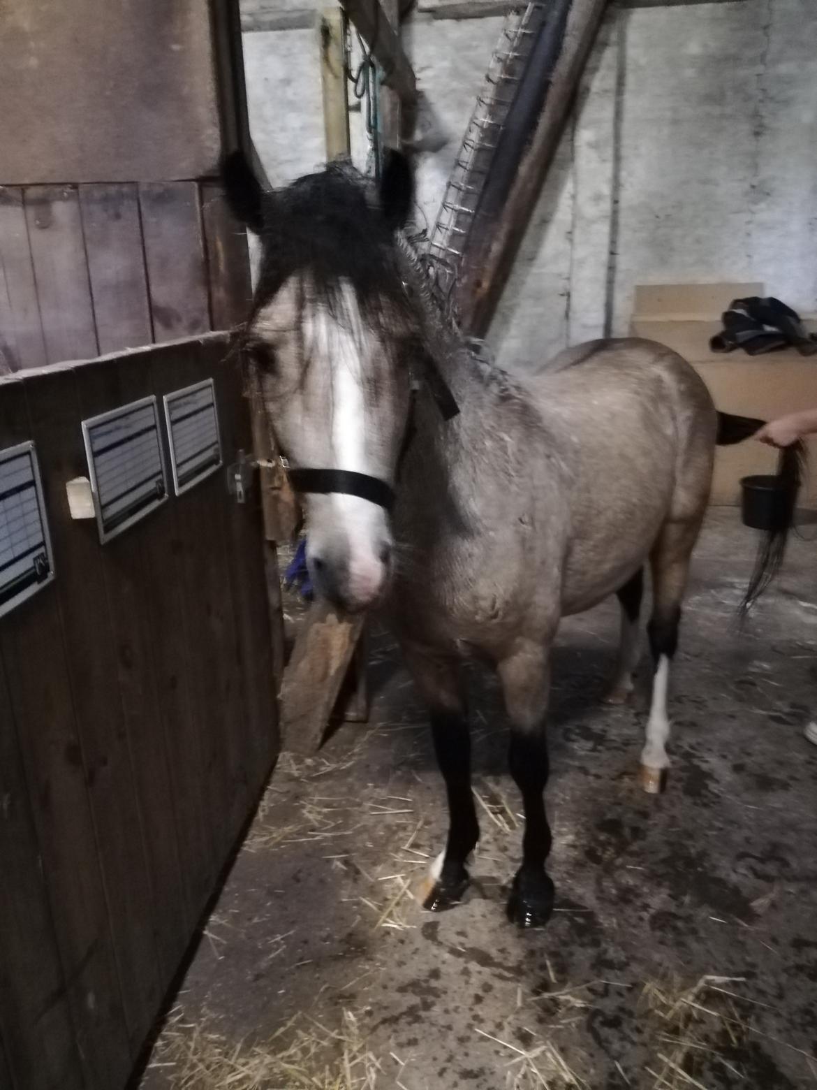 Welsh Pony (sec B) aastrupgaards Heartbeat billede 15