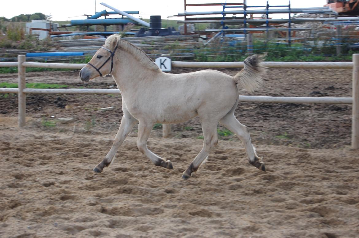 Fjordhest Mellerupgods Cilja - 1/9-2019 billede 1
