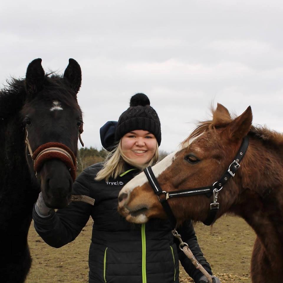 New Forest Tosca  - Tosca og min plag fra 2017  billede 2