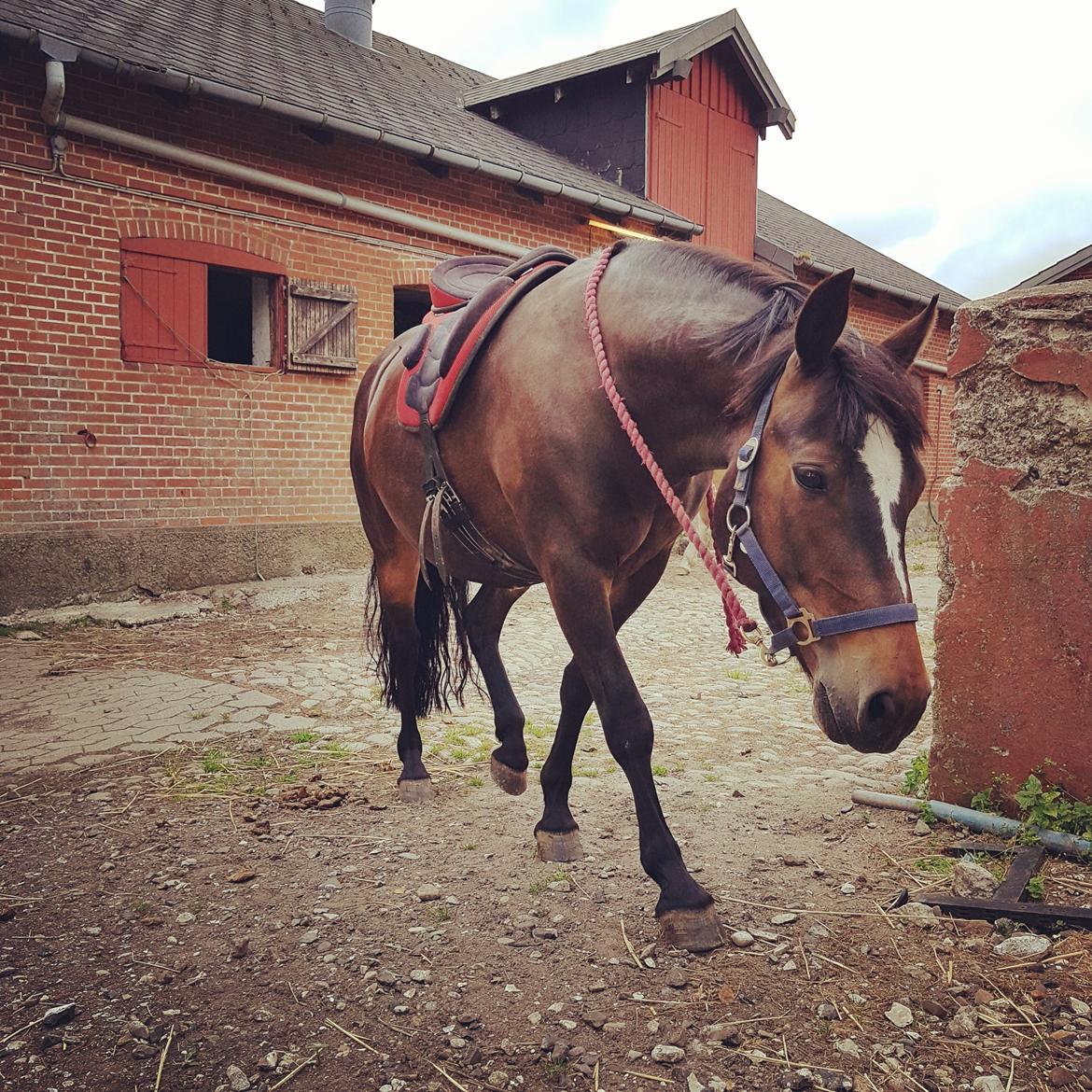 New Forest Gay countess chess billede 6